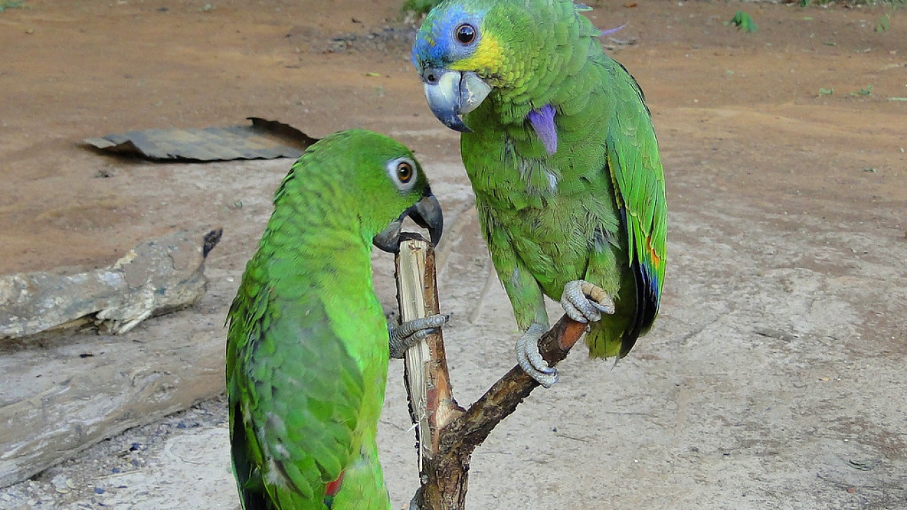 Amazona farinosa