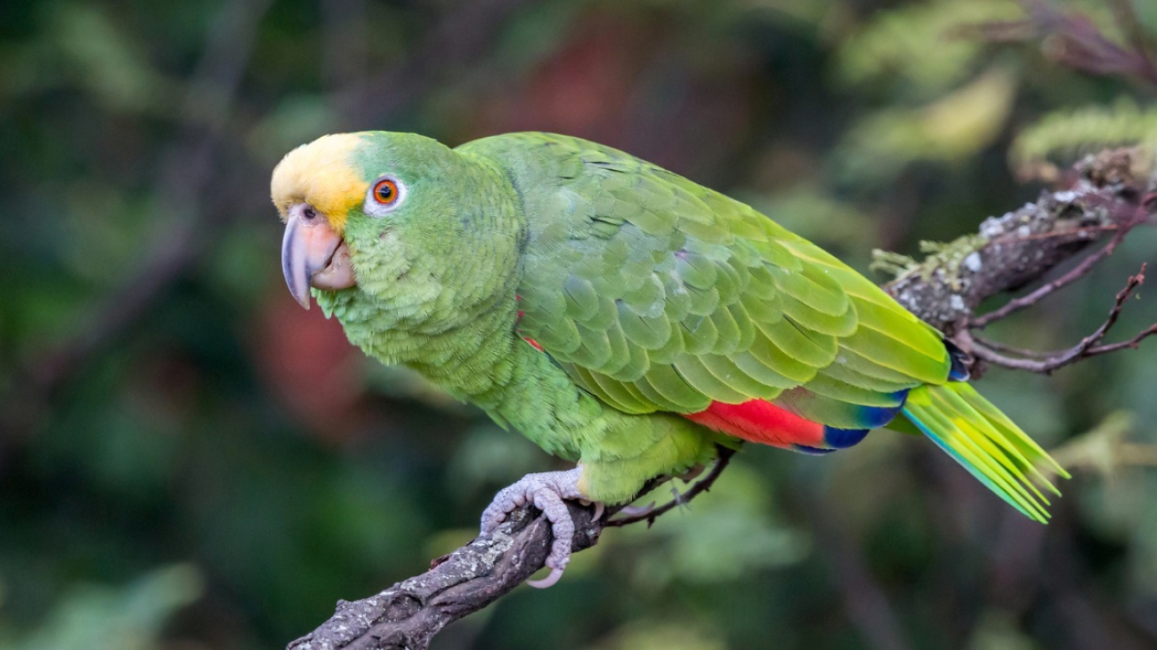 Amazona ochrocephala