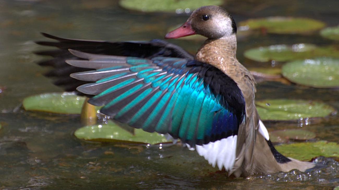 Amazonetta_brasiliensis