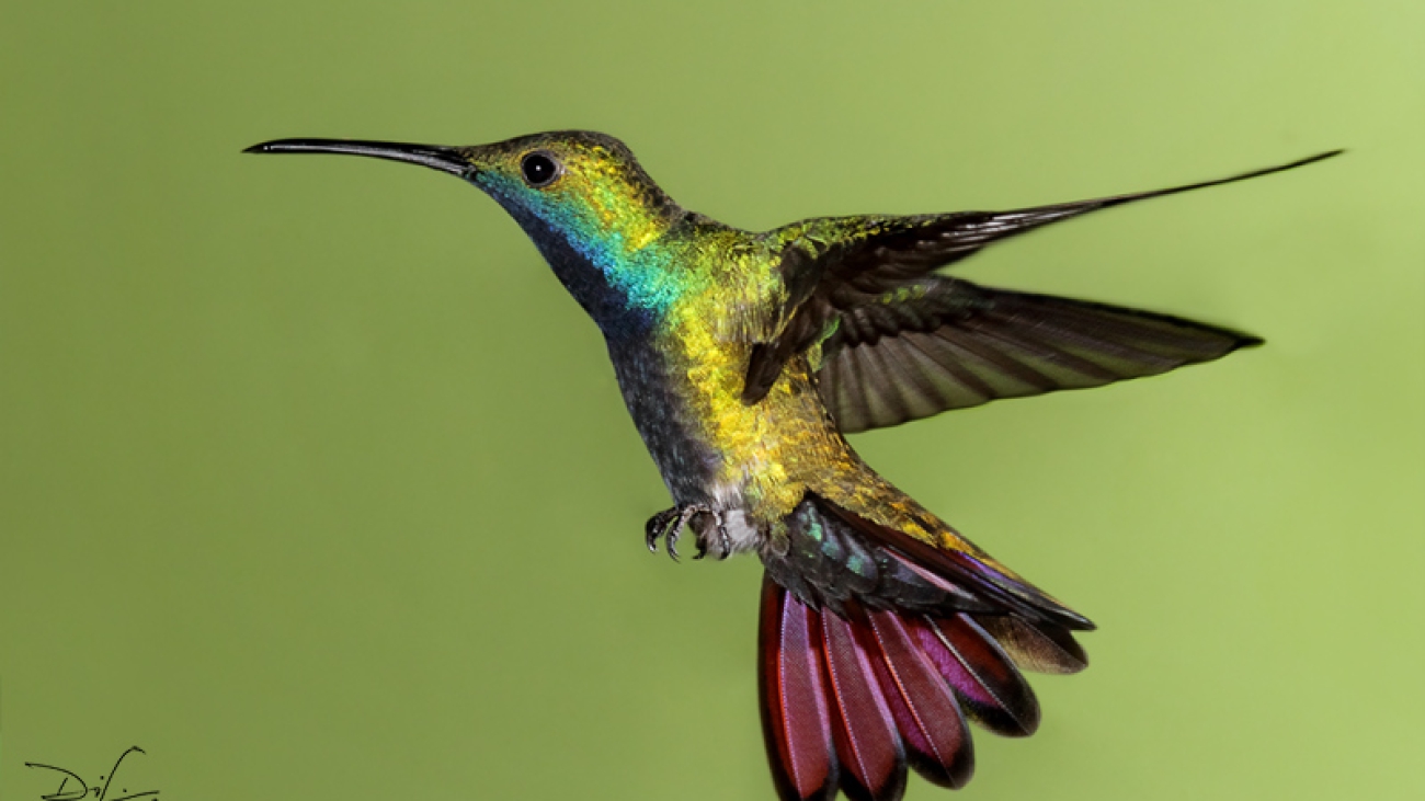 Anthracothorax nigricollis