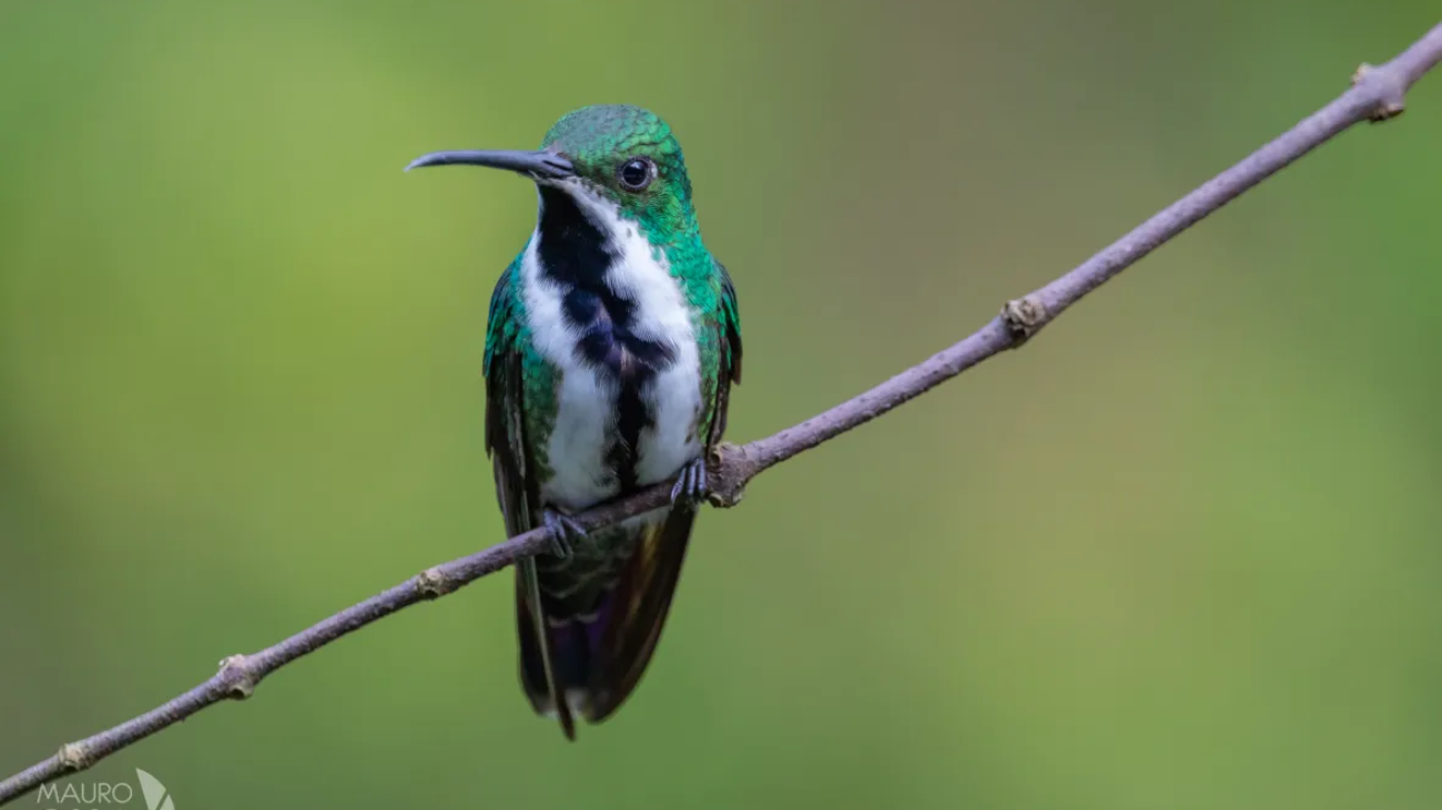 Anthracothorax viridigula