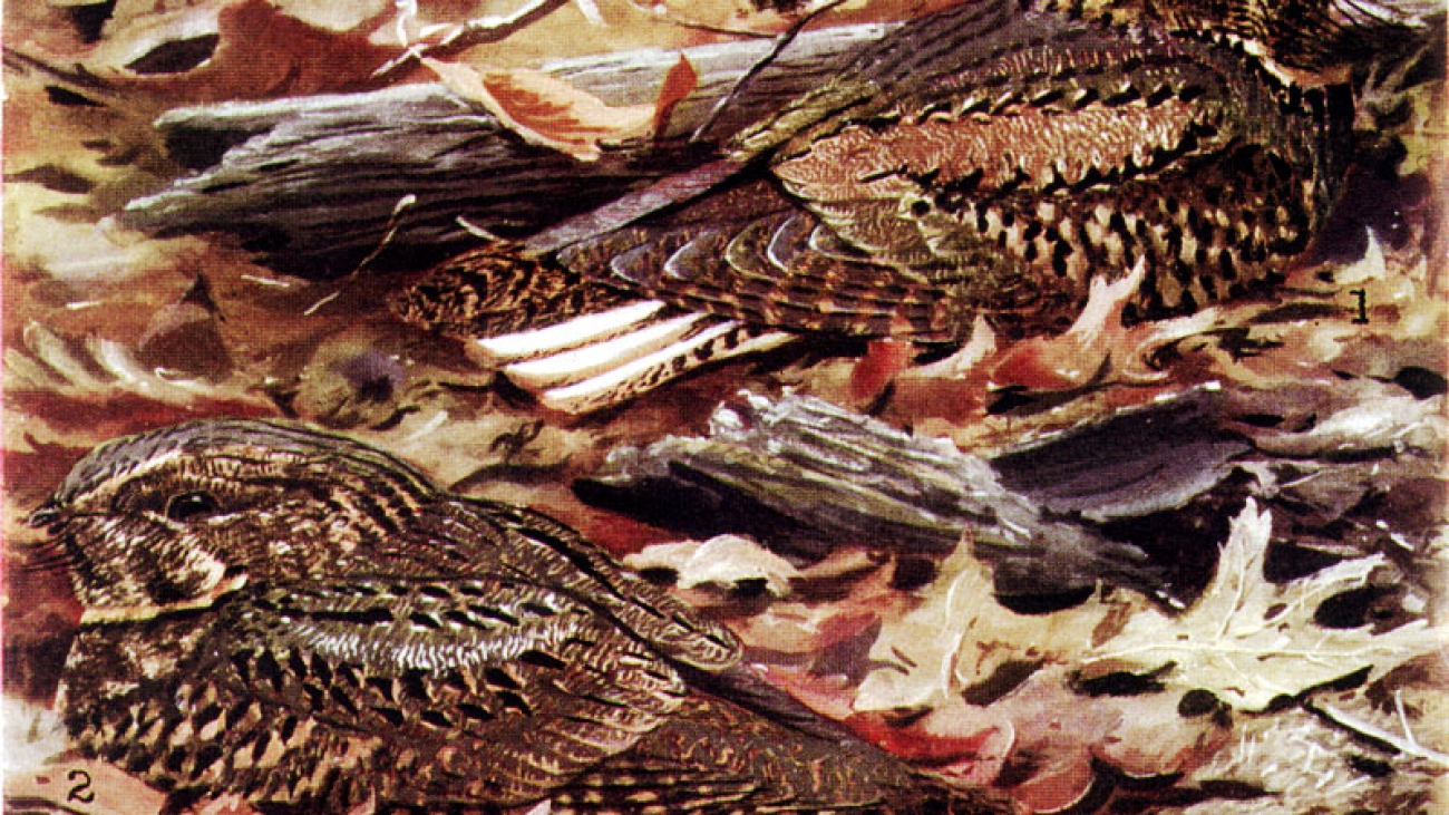 Antrostomus carolinensis