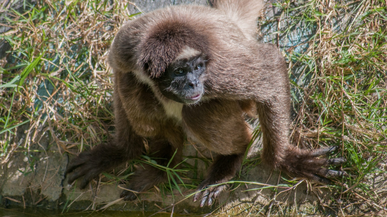 Ateles_hybridus_wilfredo Rodriguez