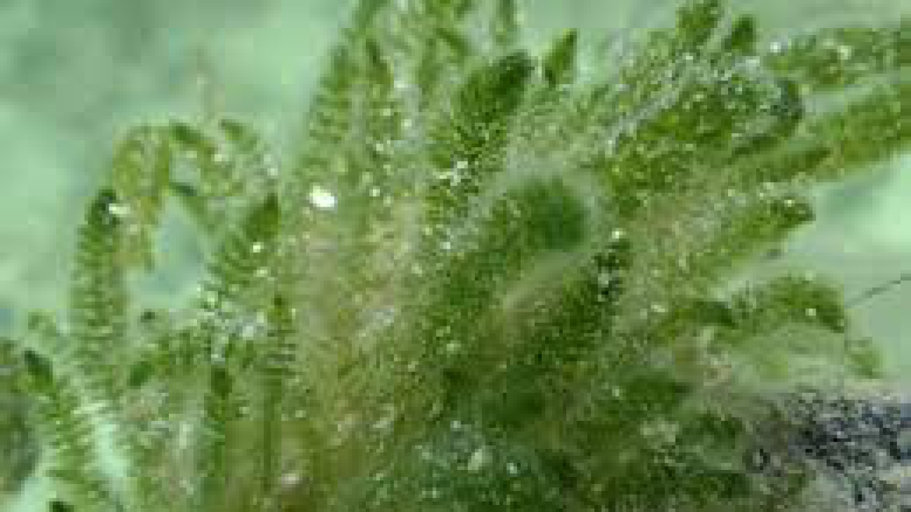 Batophora oerstedii