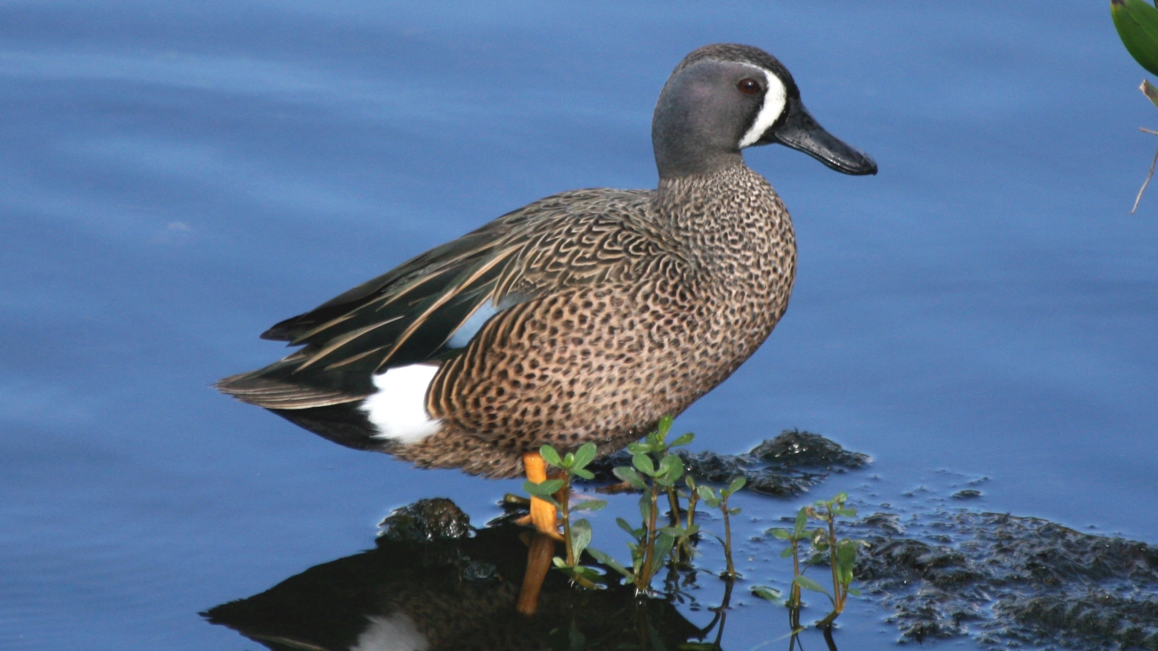 Blue-winged-Teal-adult-breeding-male-Green-Cay-wetlands-Boynton-Beach-FL.-1-08