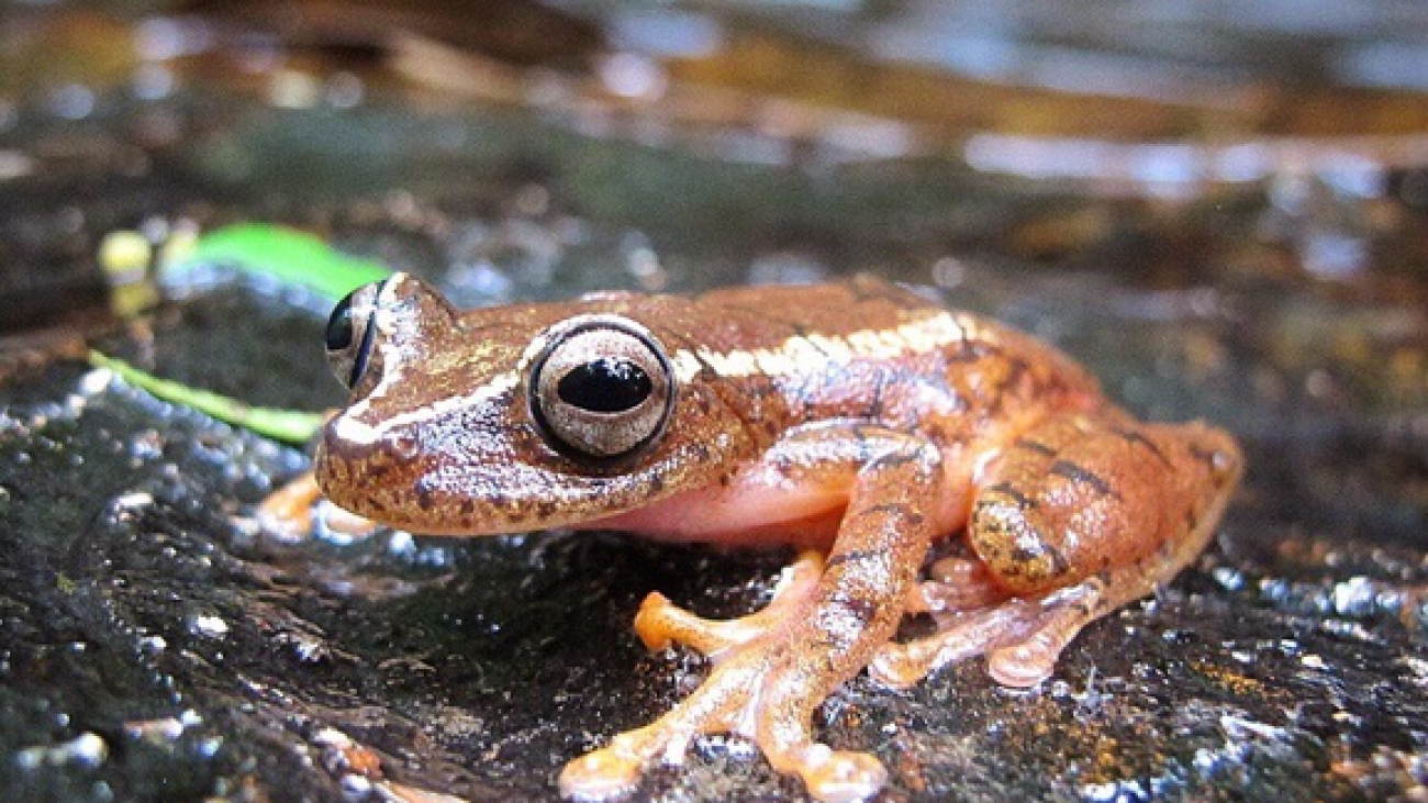 Boana tepuiana