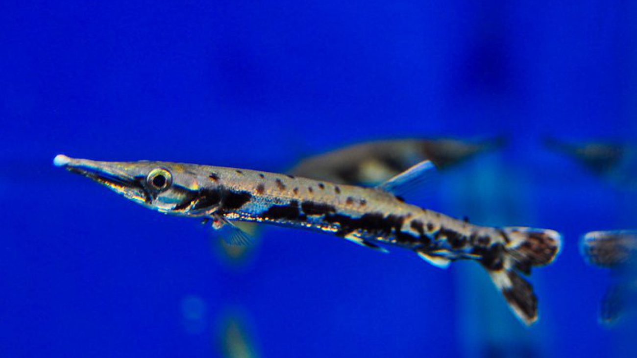 Boulengerella-xyrekes