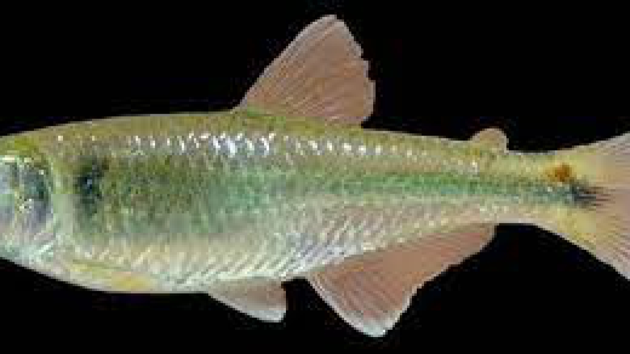 Bryconamericus cismontanus