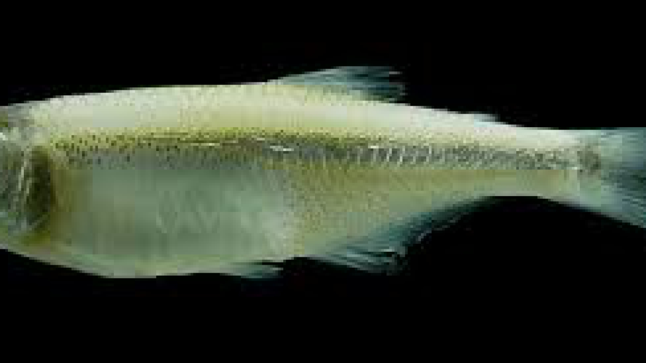 Bryconamericus loisae