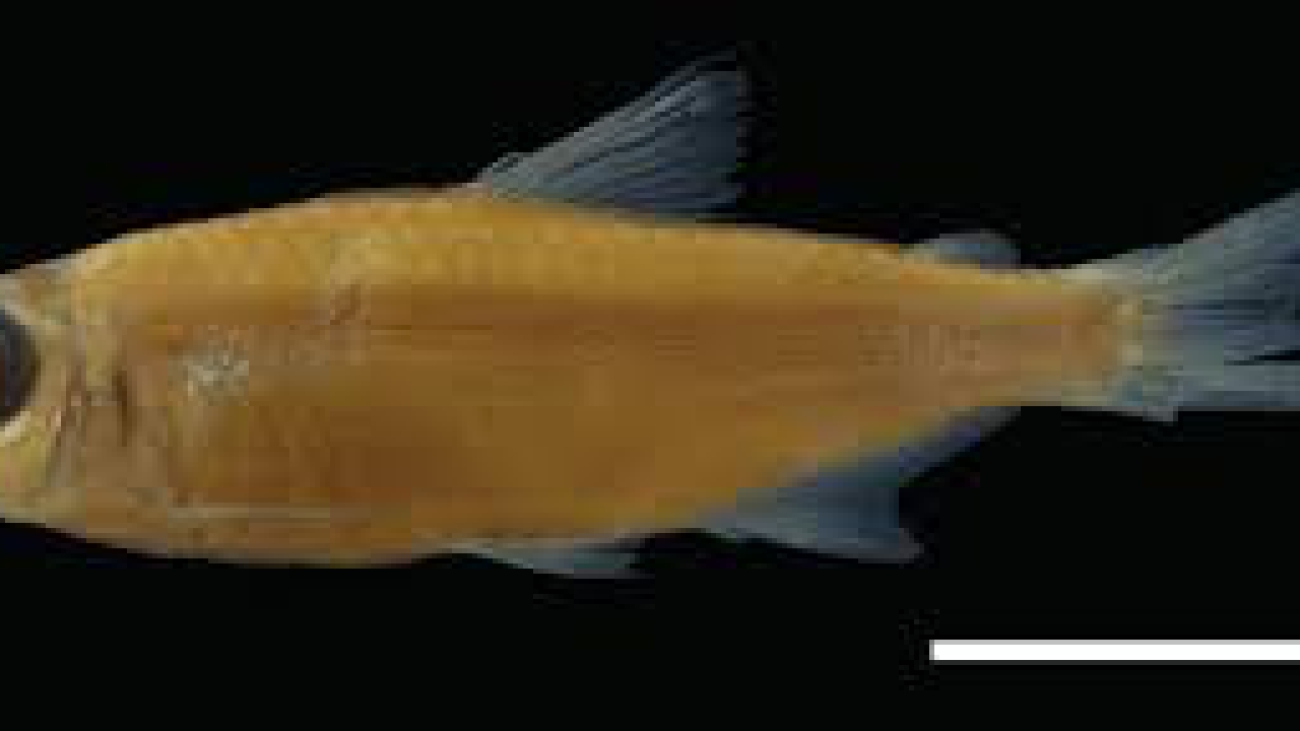 Bryconamericus orinocoense