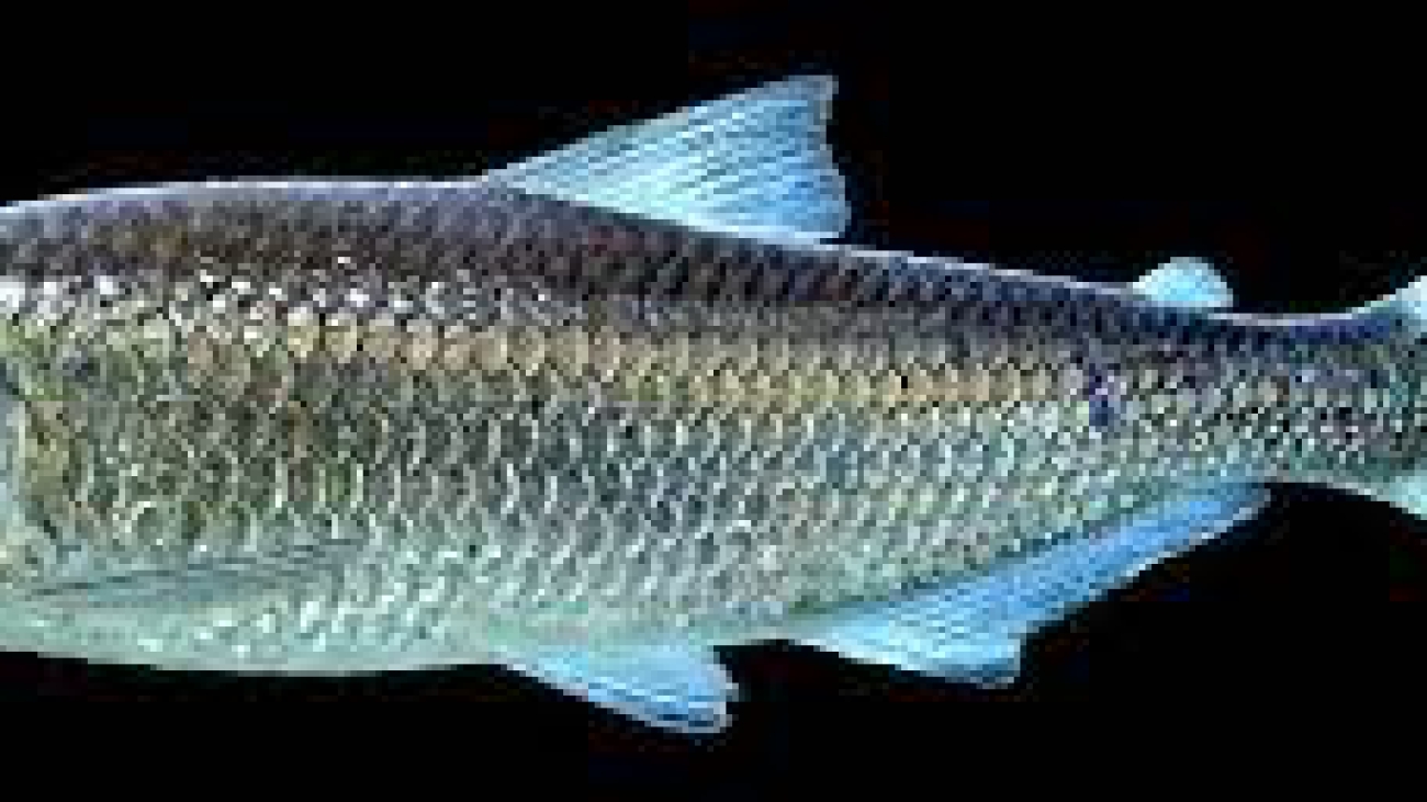 Bryconops cf affinis