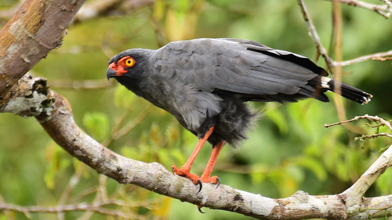 Buteogallus schistaceus