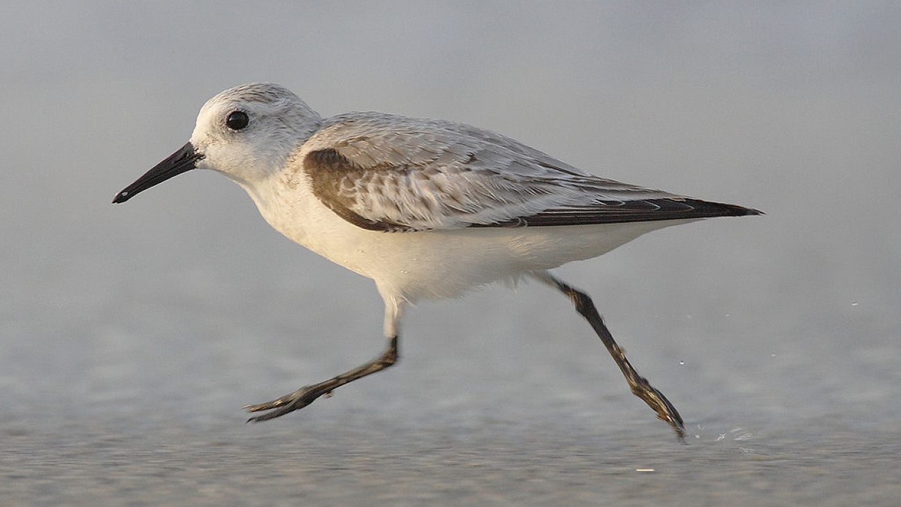 Calidris-alba