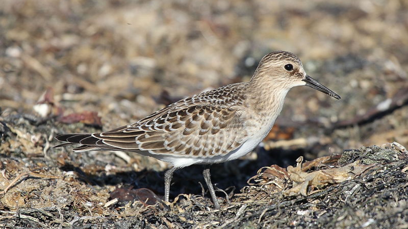Calidris bairdii