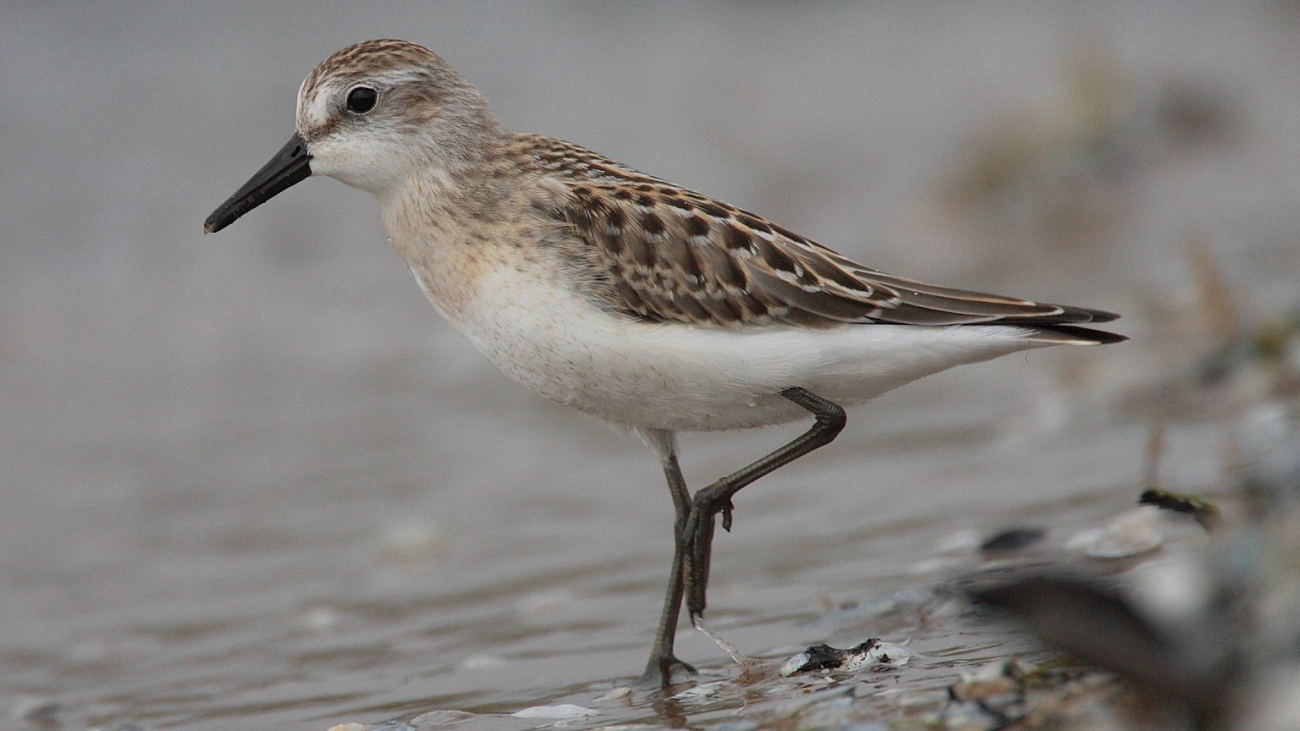 Calidris-pusilla-001