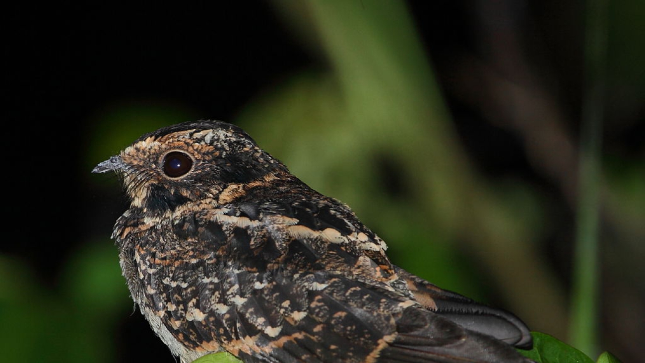 Caprimulgus maculicaudus