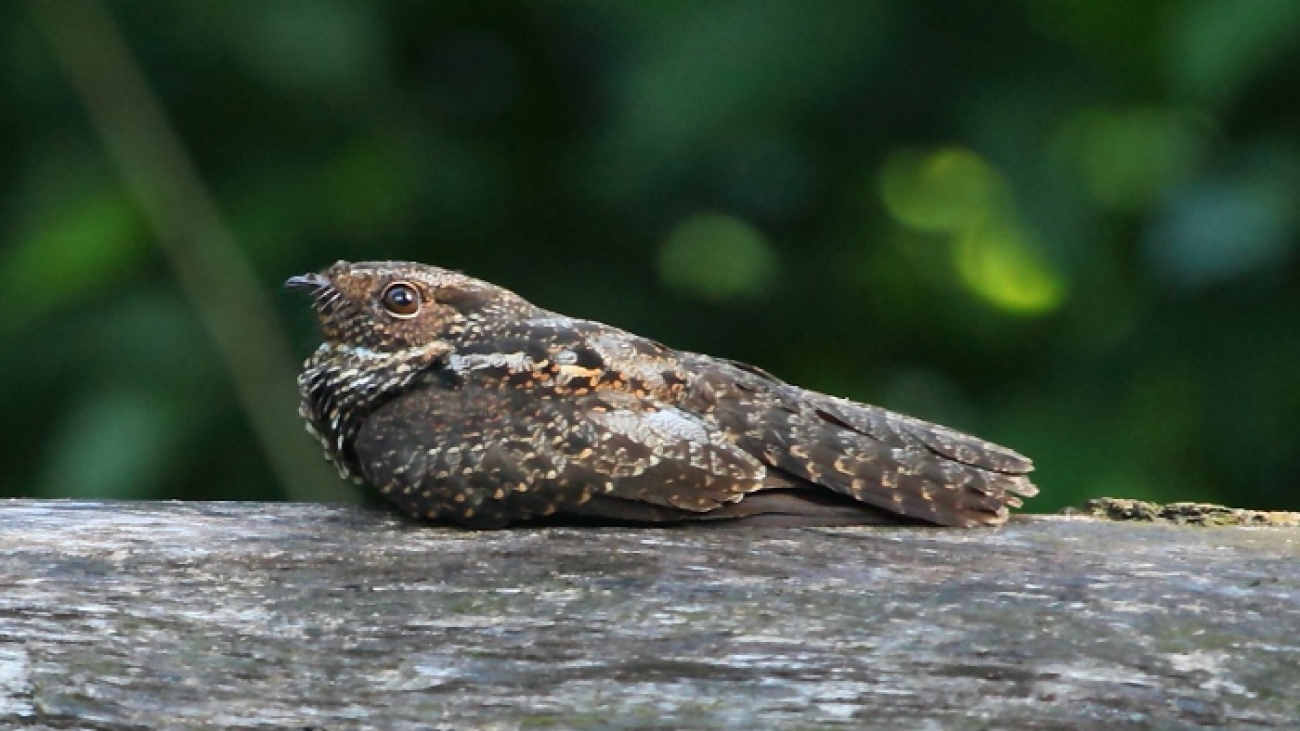 Caprimulgus nigrescens
