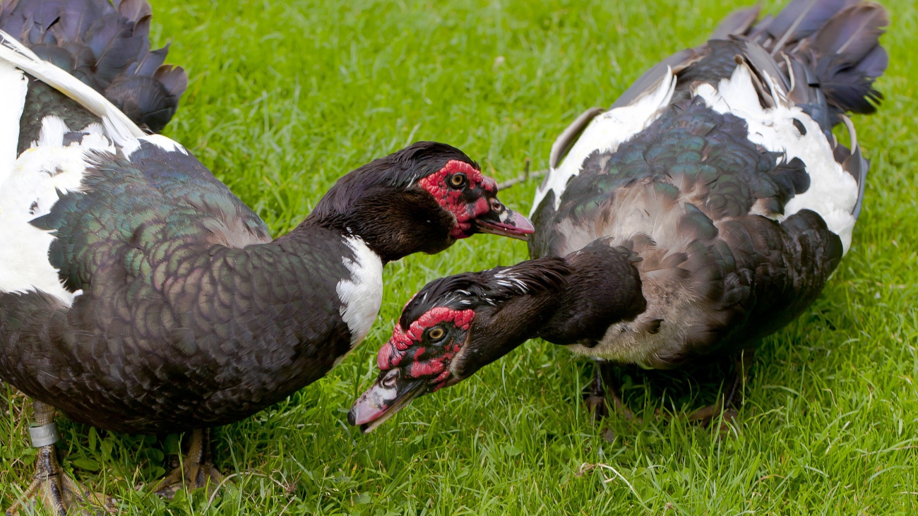 Carina moschata domestica
