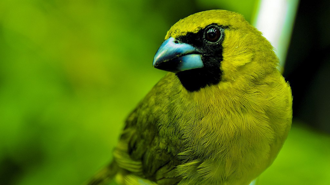 Caryothraustes canadensis