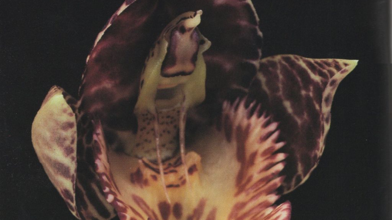Catasetum gomezii G.A. Romero & Carnevali