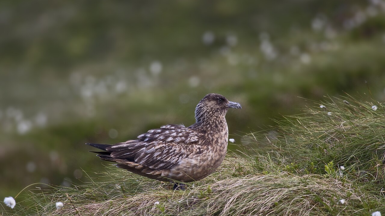 Catharacta skua