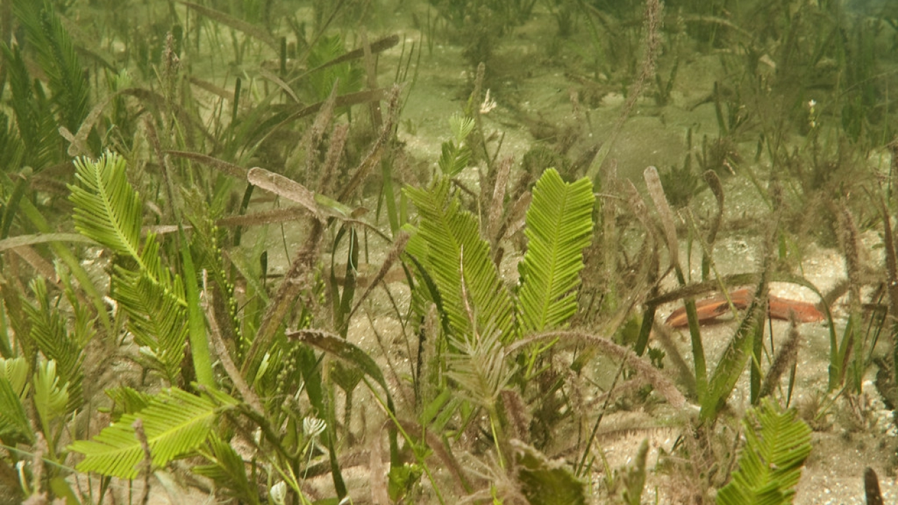 Caulerpa ashmeadii