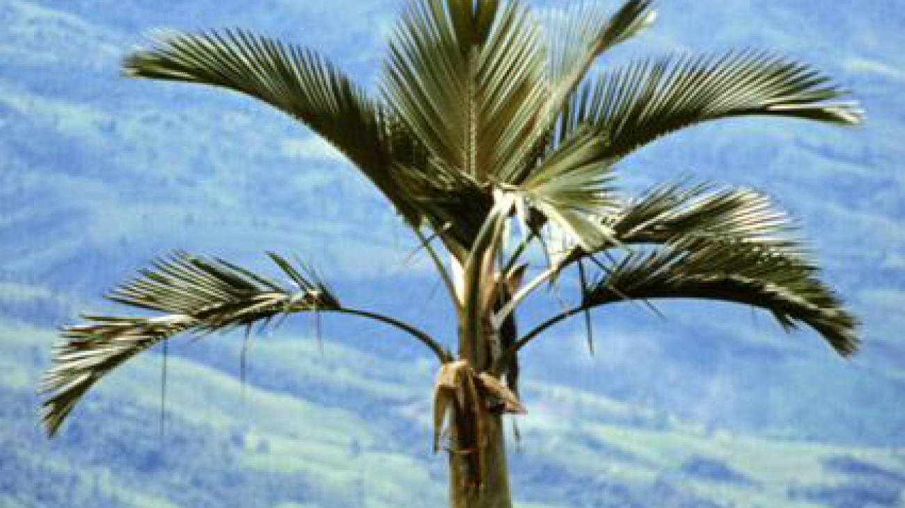 Ceroxylon spp.