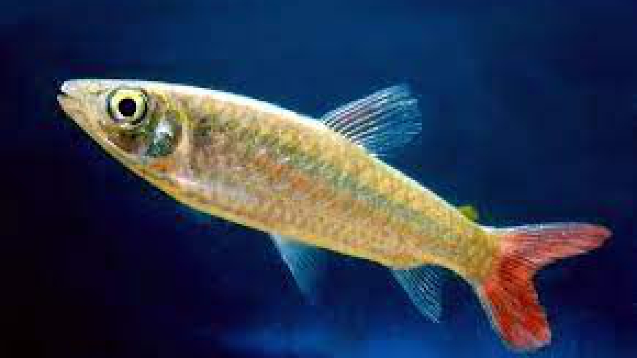 Chalceus macrolepidotus