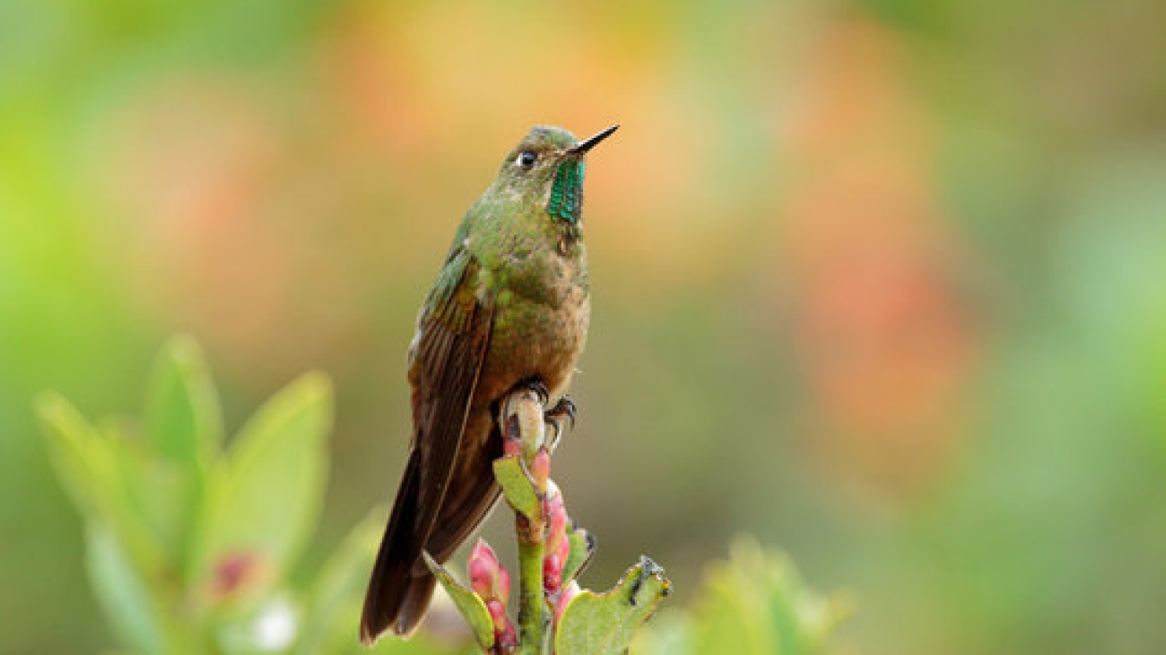 Chalcostigma heteropogon