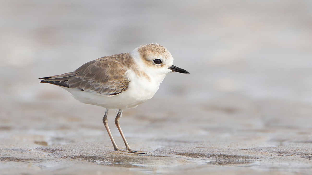 Charadrius alexandrinus2
