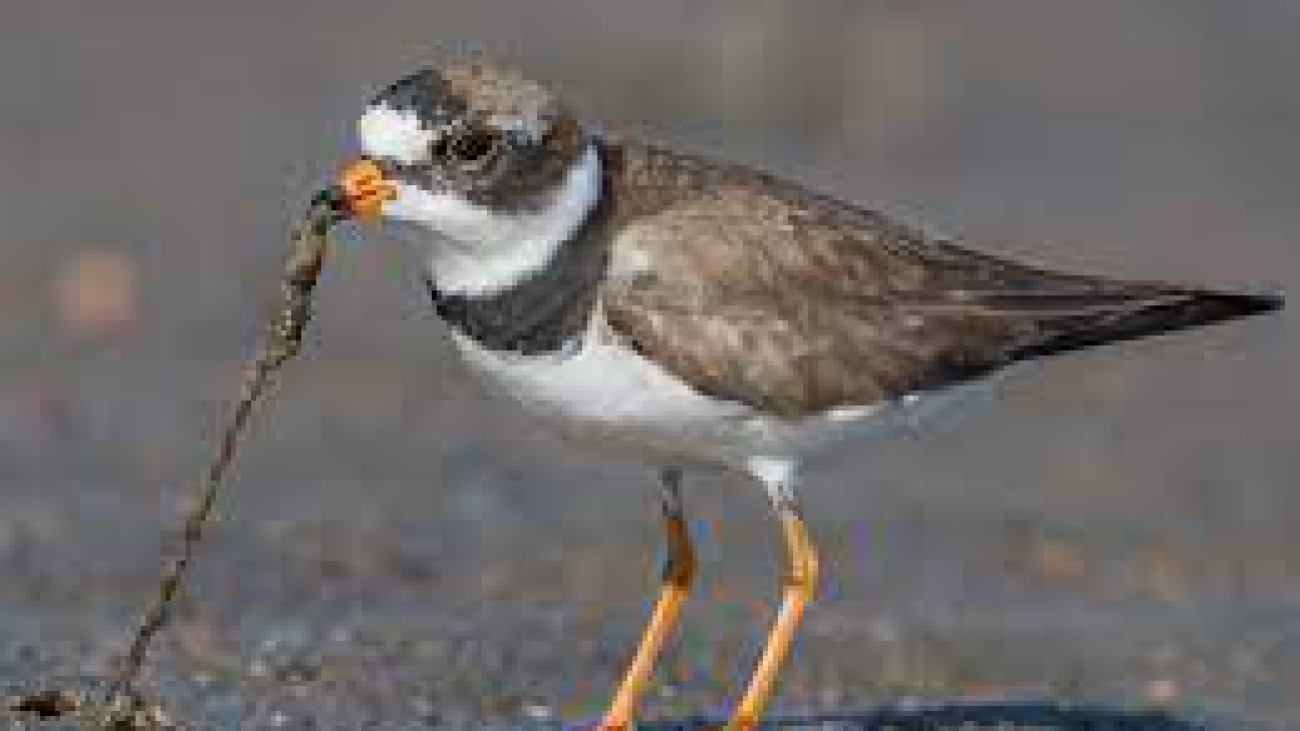 Charadrius semipalmatus