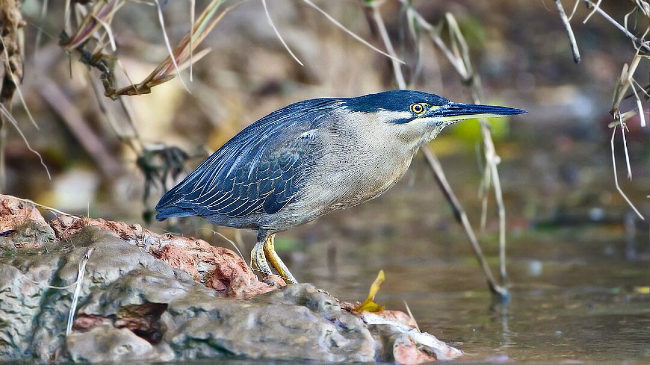 Chicuaco-_Daintree_River
