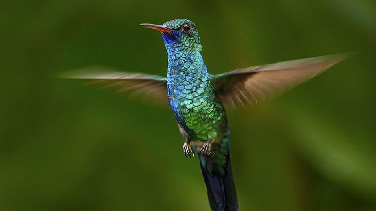 Chlorestes notatus
