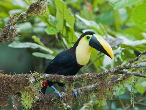 Choco_toucan