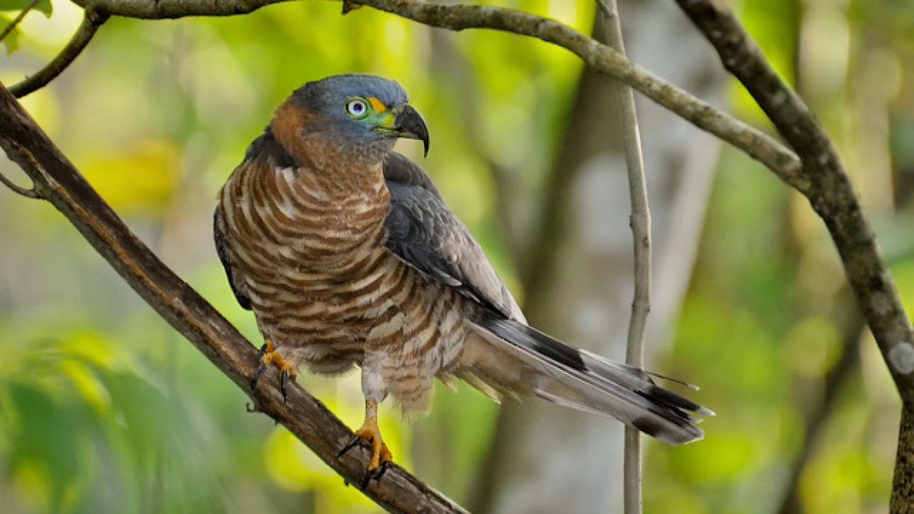 Chondrohierax uncinatus