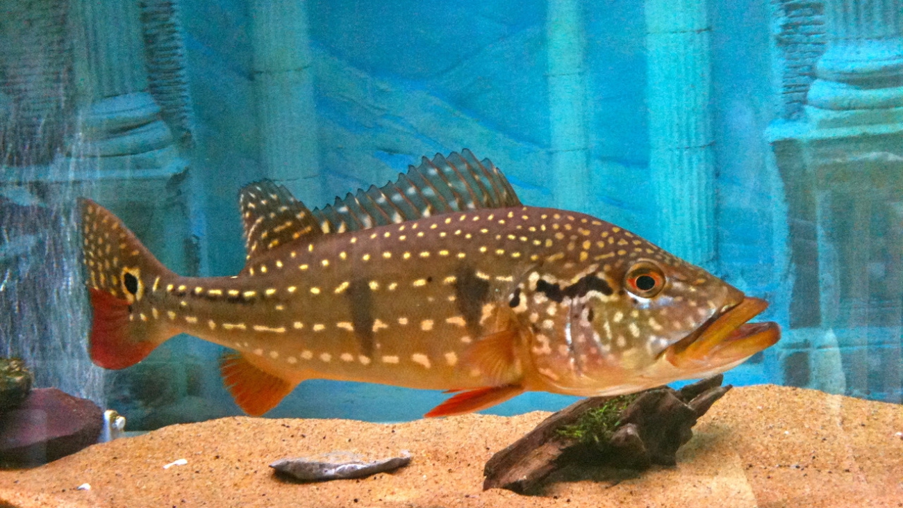 Cichla temensis