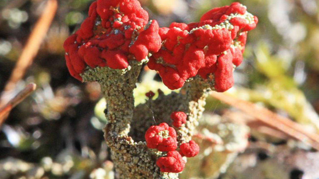 Cladonia miniata