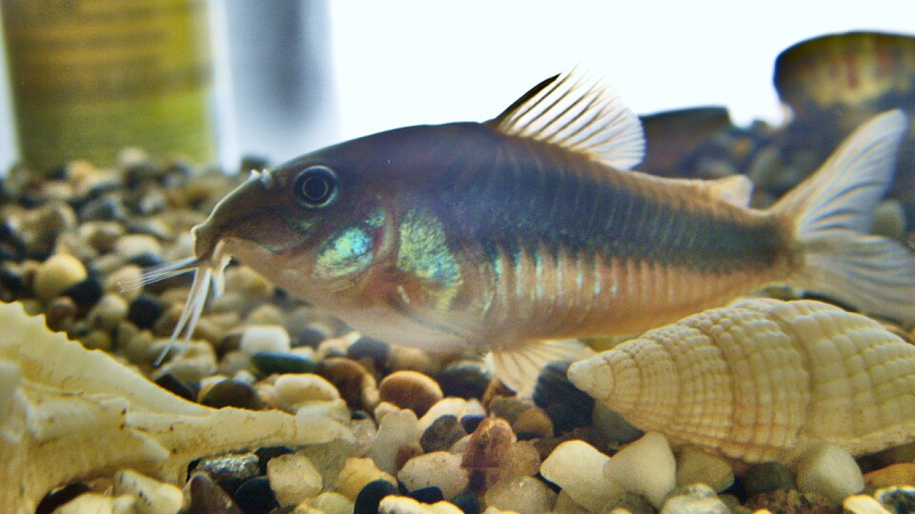 Corydora-El fosilmaníaco