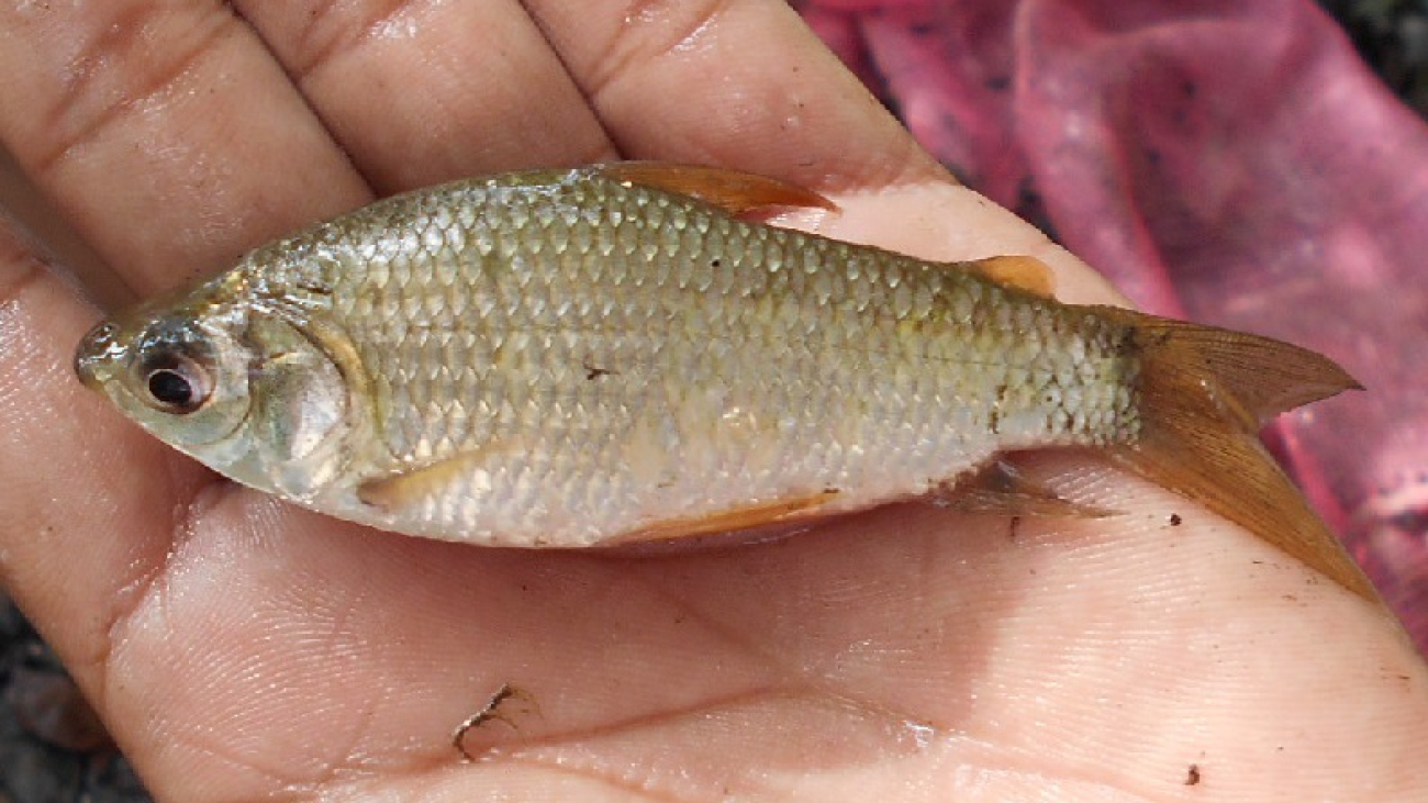 Curimata de dorso oscuro