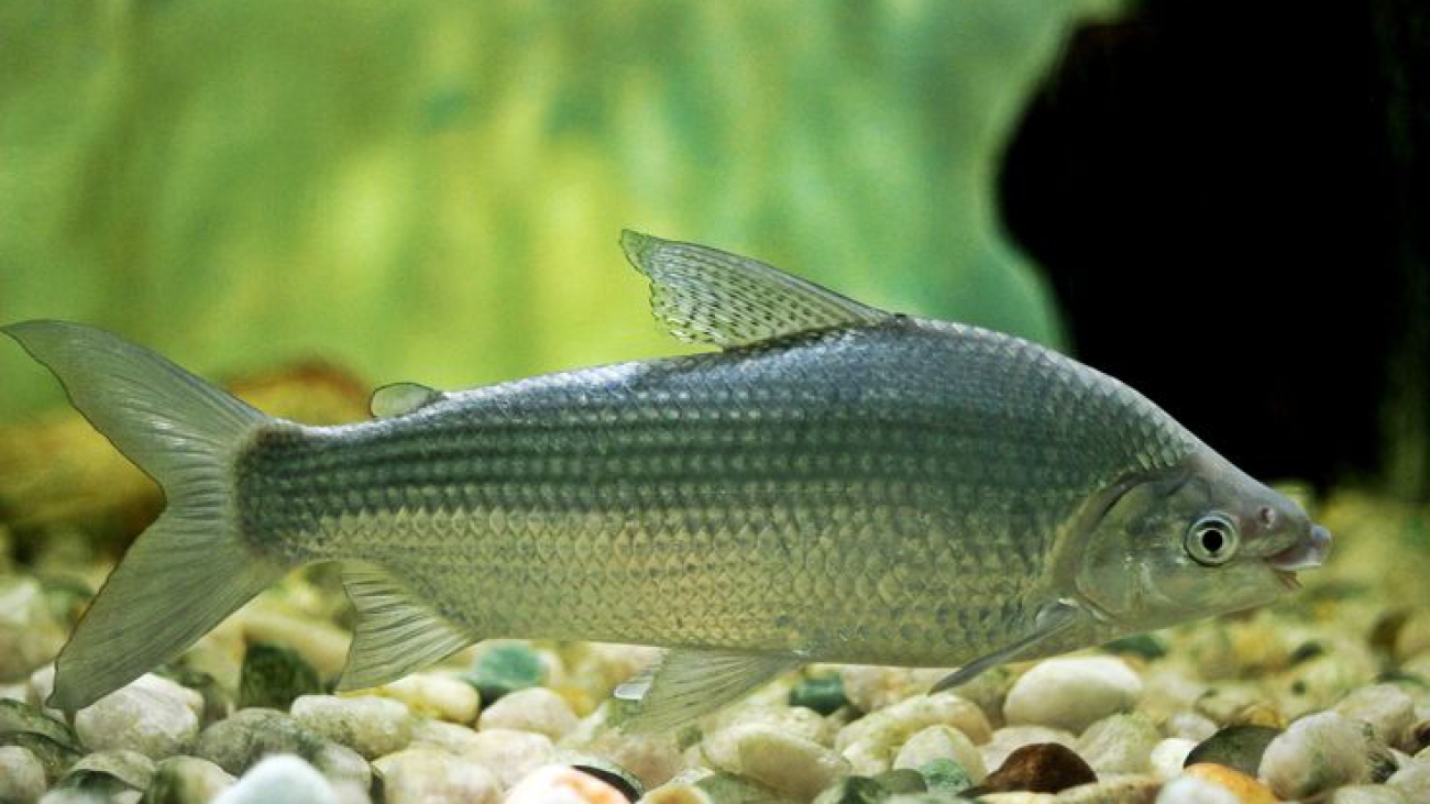 O curimbatá também é conhecido por curimatã, curimba ou papa-terra. É um peixe de escama prateada, cuja principal característica da família é a boca protrátil, em forma de ventosa, com lábios carnosos, onde estão implantados pequenos dentes enfileirados.