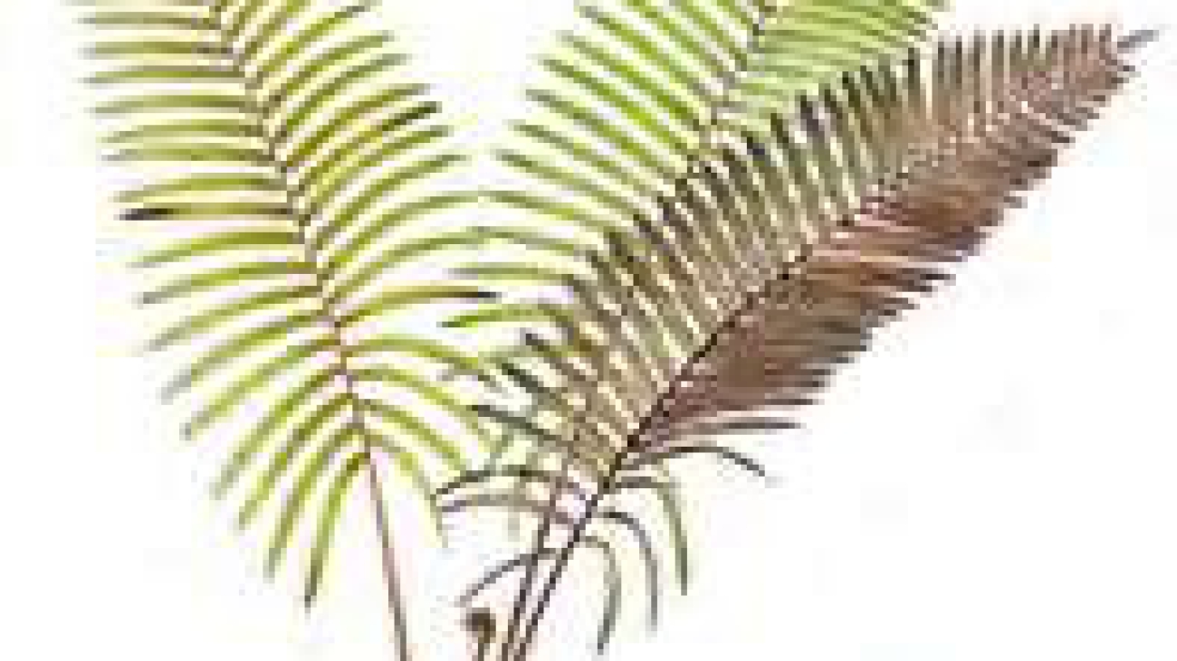 Cyathea consimilis
