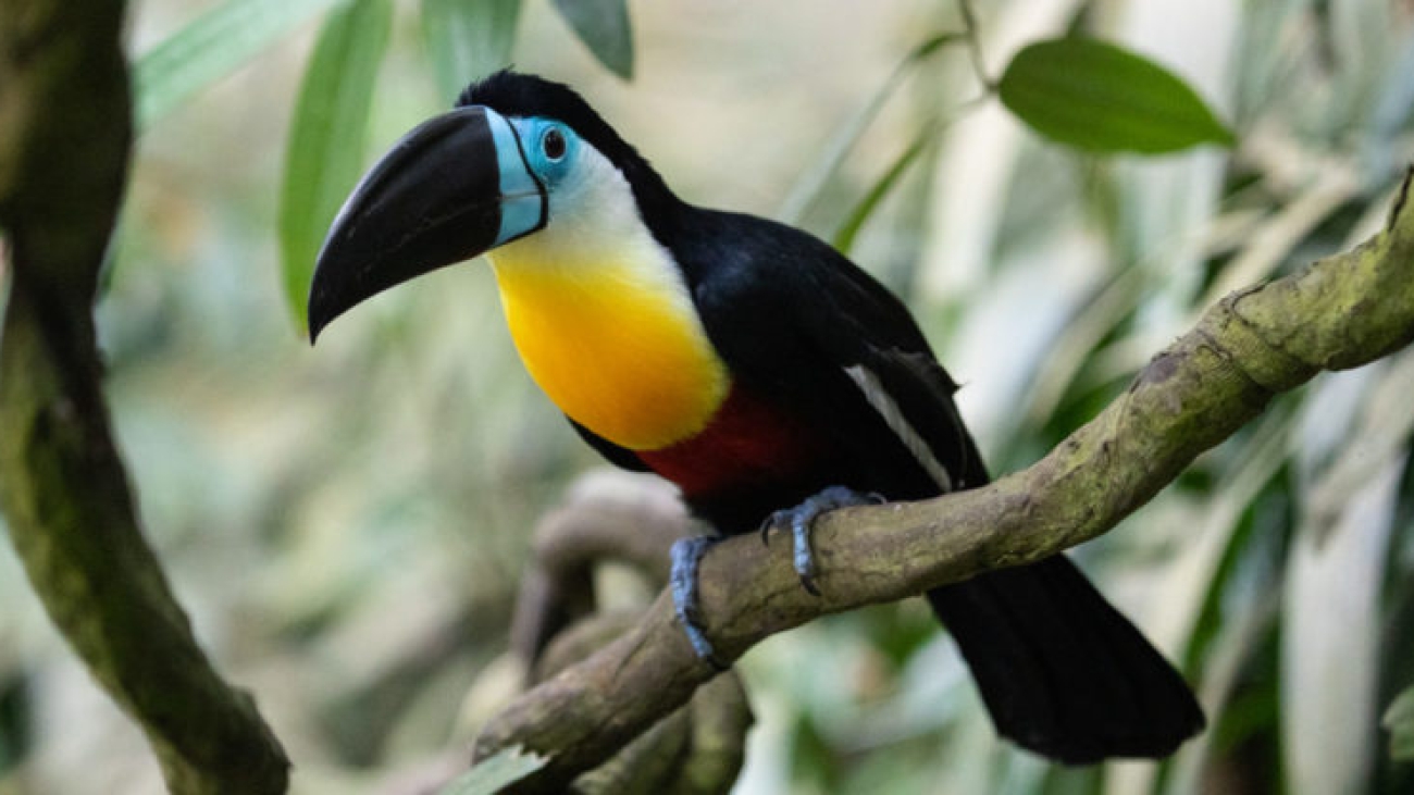 DIOSTEDÉ PICO NEGRO