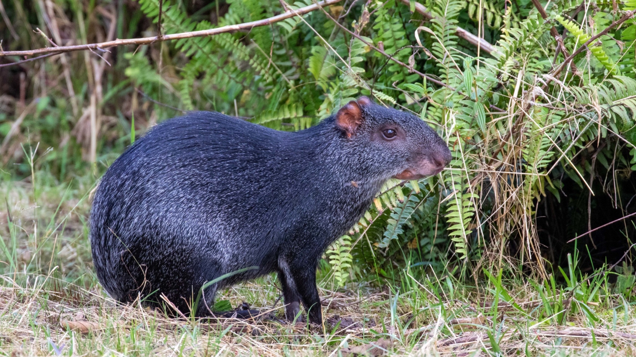 Dasyprocta fuliginosa