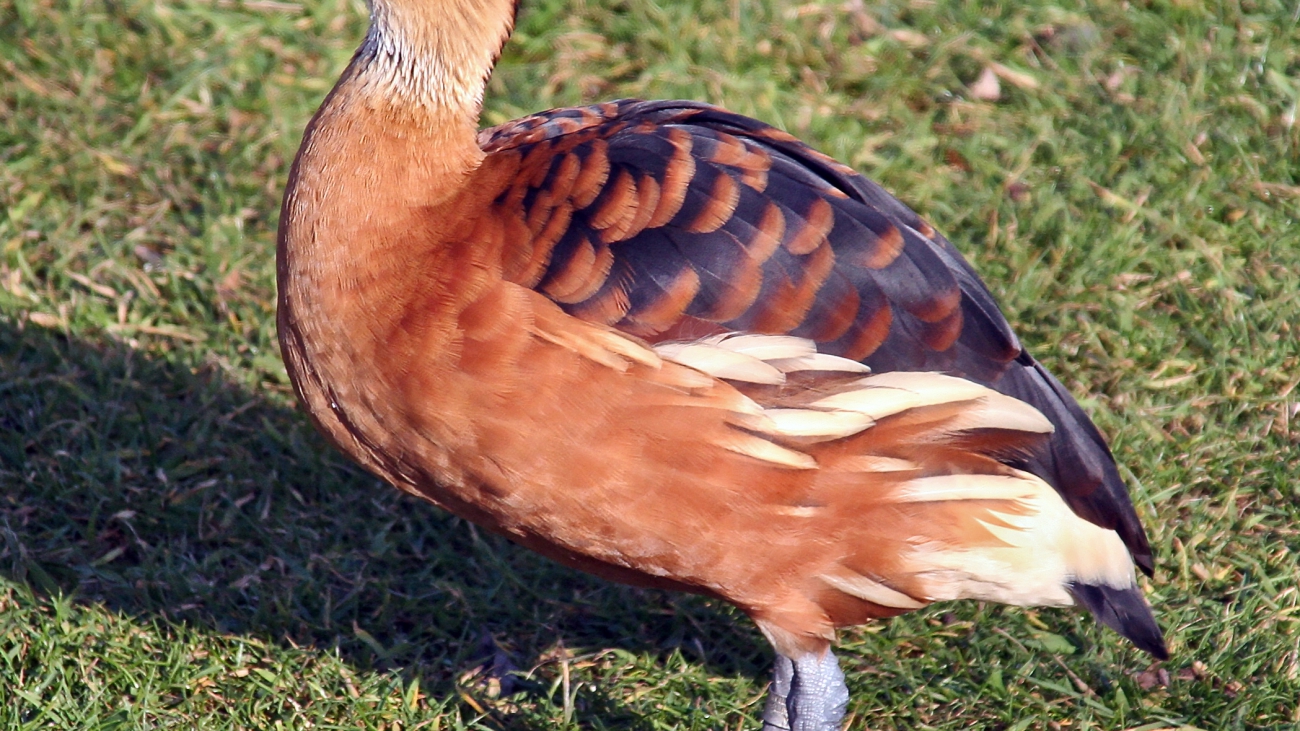 Dendrocygna bicolor Fulvous_whistling_duck