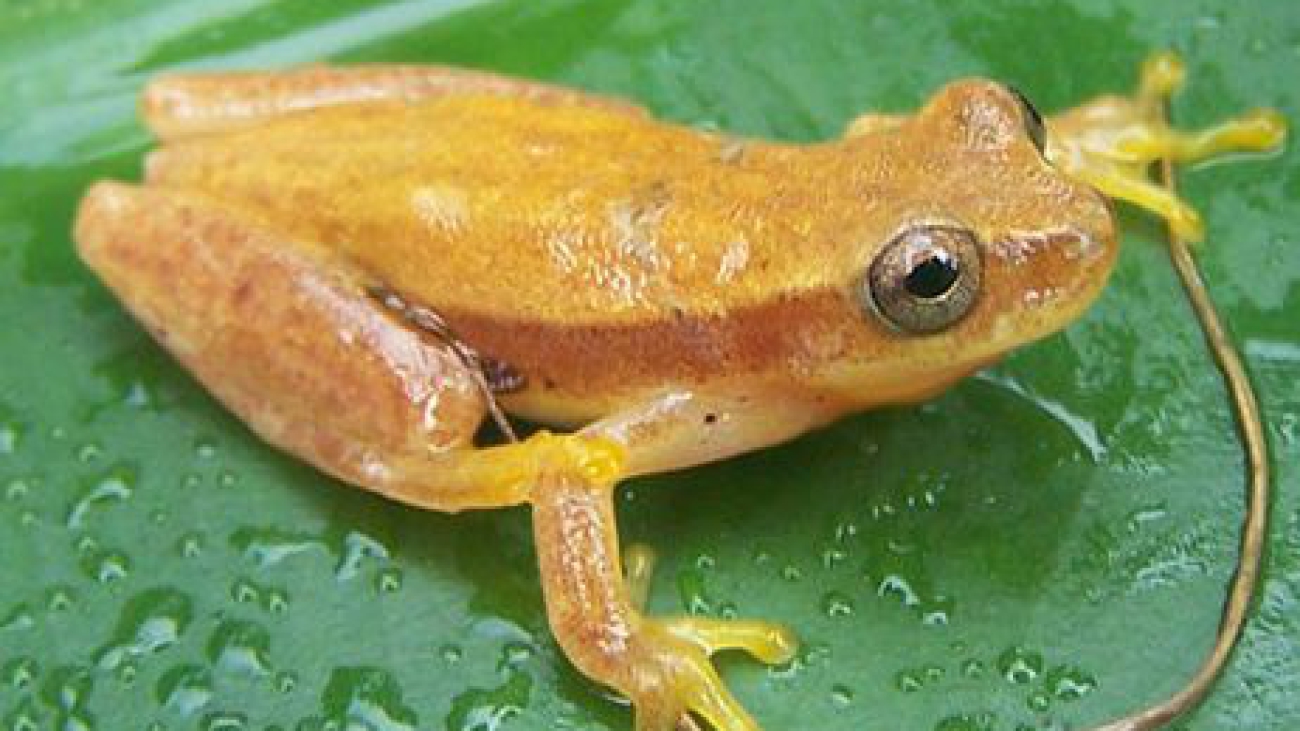 Dendropsophus_pulcher