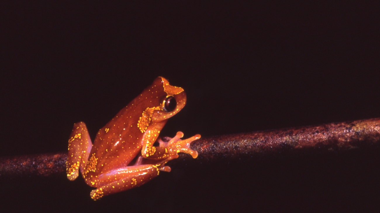Dendropsophus_sarayacuensis03