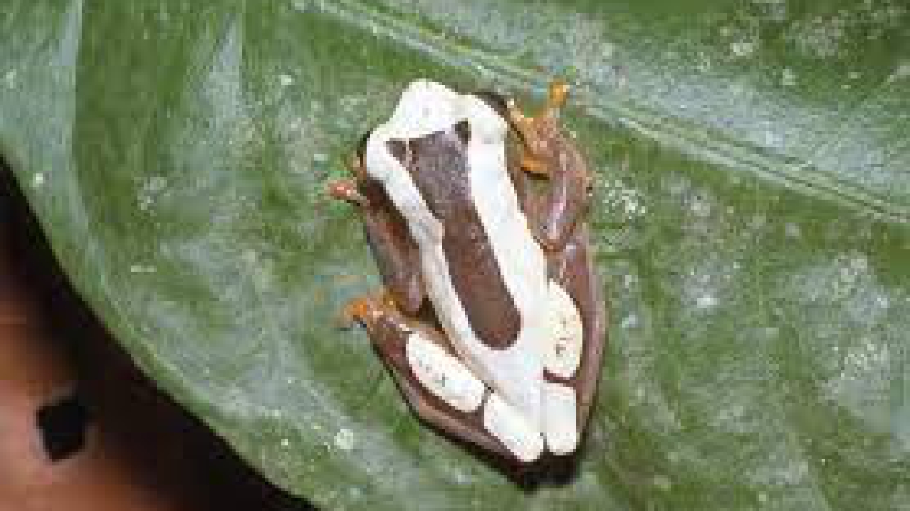 Dendrosophus leucophyllatus