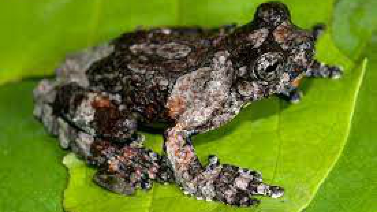 Dendrosophus marmoratus