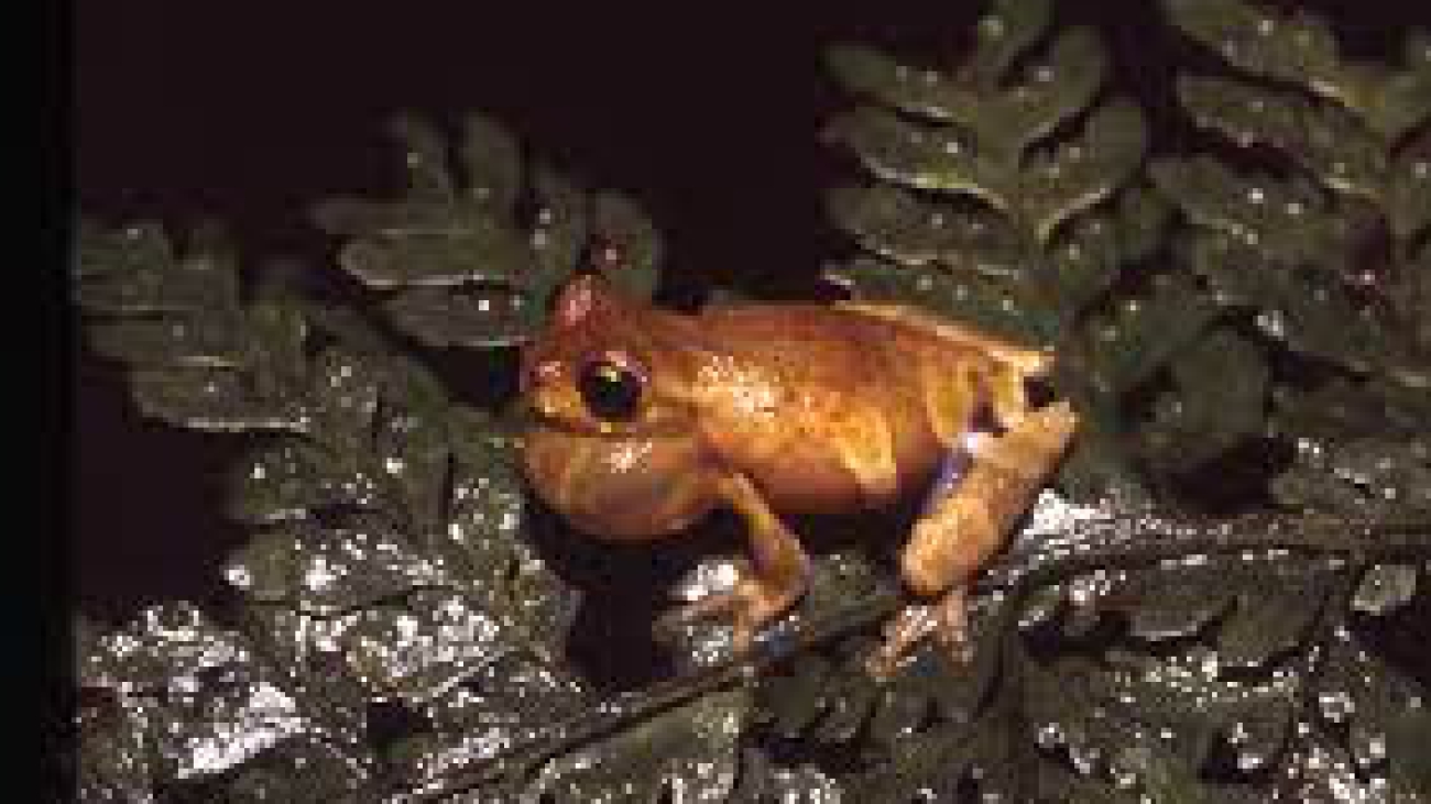 Dendrosophus parviceps