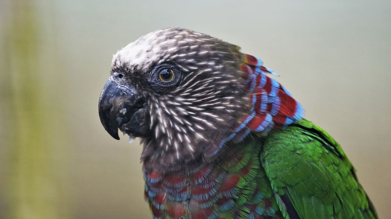 Deroptyus accipitrinus
